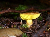 Tricholoma sulphureum image