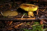 Tricholoma sulphureum image