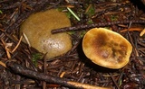Tricholoma sulphureum image