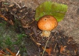 Suillus ponderosus image