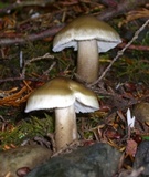 Tricholoma saponaceum image
