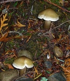 Tricholoma saponaceum image