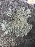 Flavoparmelia baltimorensis image