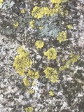 Candelaria concolor image