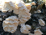 Sarcodontia pachyodon image