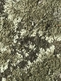 Xanthoparmelia conspersa image