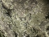 Xanthoparmelia conspersa image