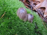 Tricholoma portentosum image
