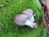 Tricholoma portentosum image