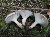 Hygrophorus pustulatus image