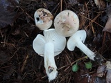 Hygrophorus roseobrunneus image