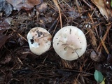 Hygrophorus roseobrunneus image