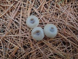 Clitocybe metachroa image