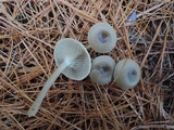 Clitocybe metachroa image