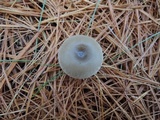 Clitocybe metachroa image