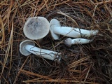 Tricholoma terreum image