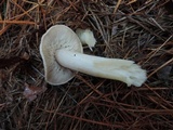 Tricholoma terreum image