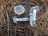 Tricholoma terreum image