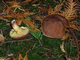 Suillus lakei image