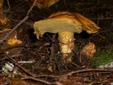 Suillus americanus image