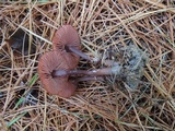 Laccaria bicolor image