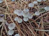 Mycena vulgaris image