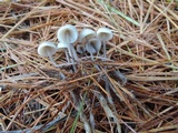 Mycena vulgaris image