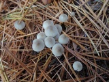 Mycena vulgaris image