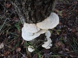 Trametes gibbosa image