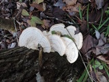 Trametes gibbosa image