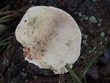 Trametes gibbosa image