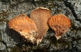 Phlebia radiata image