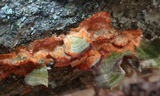 Phlebia radiata image
