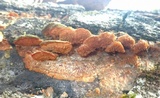 Phlebia radiata image