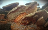 Phlebia radiata image