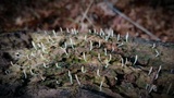 Multiclavula mucida image