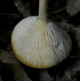 Clitocybe gibba image