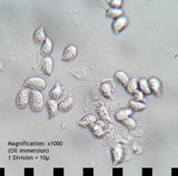 Clitocybe gibba image