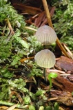 Mycena citrinomarginata image