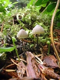Mycena citrinomarginata image