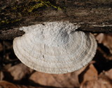 Daedalea quercina image