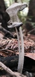 Coprinopsis narcotica image