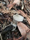 Coprinopsis narcotica image