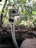 Coprinopsis narcotica image