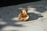 Stereum gausapatum image
