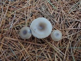 Clitocybe metachroa image
