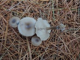 Clitocybe metachroa image