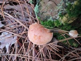 Rhodocollybia maculata image