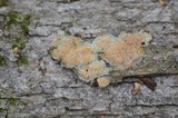 Radulodon copelandii image