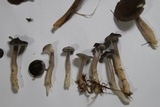 Cantharellula umbonata image
